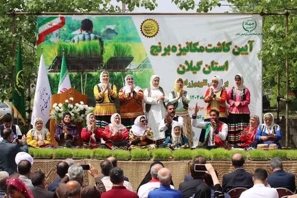 کشت برنج در گیلان 